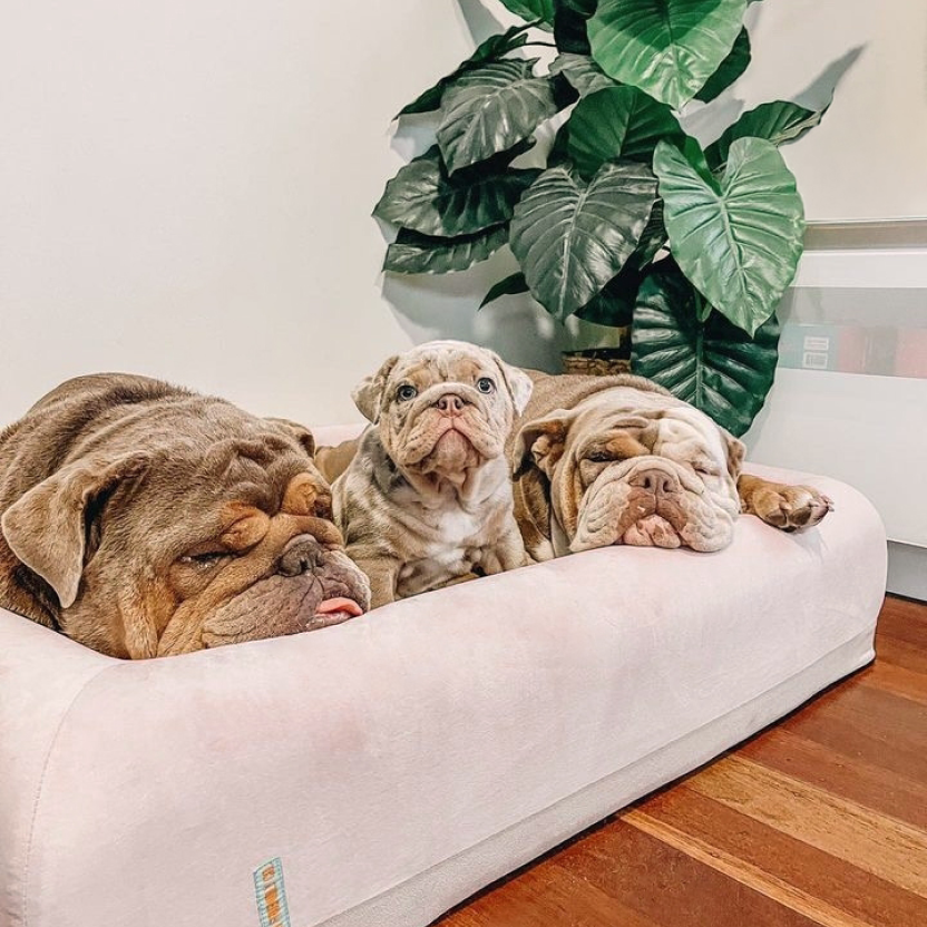 Premium Orthopedic Memory Foam Dog Bed - Pink (Small)