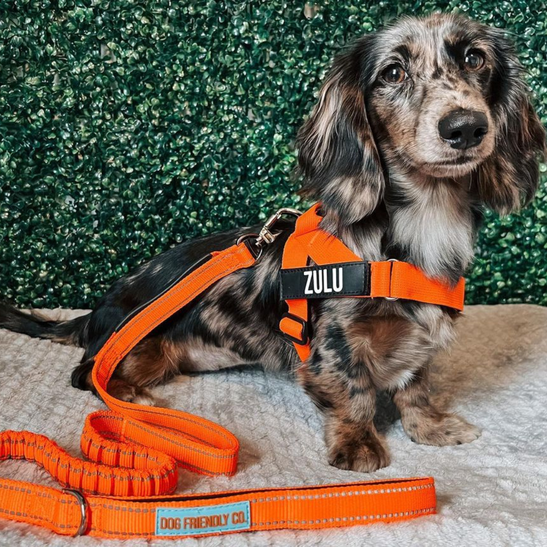 How Dog Harnesses Improve Your Walks