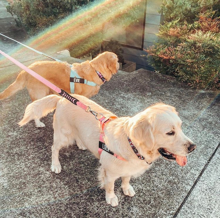 From Pulling to Pro: How to Teach Your Dog to Walk Calmly on a Leash