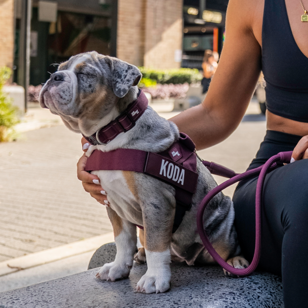 Dog Lovers Pack - Burgundy