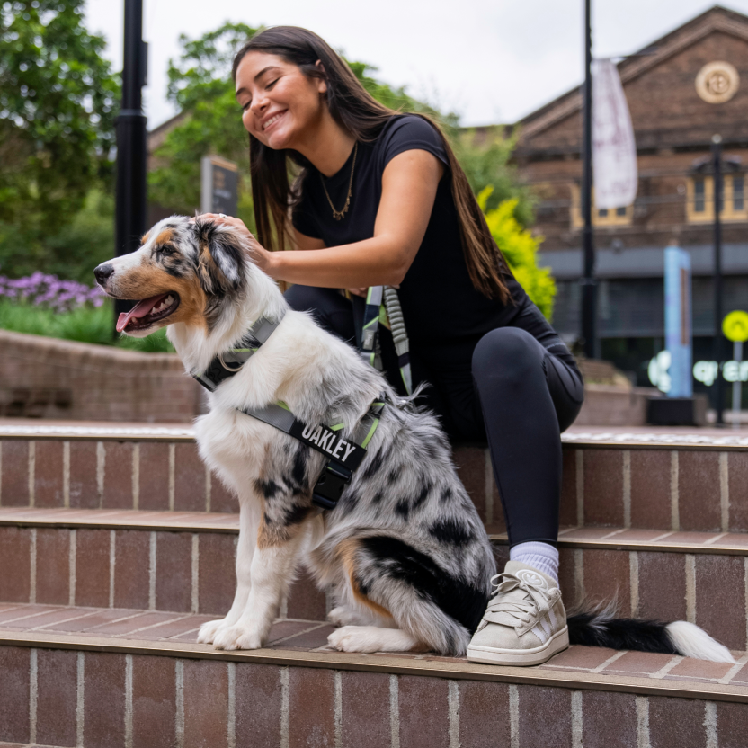 Dog Harness