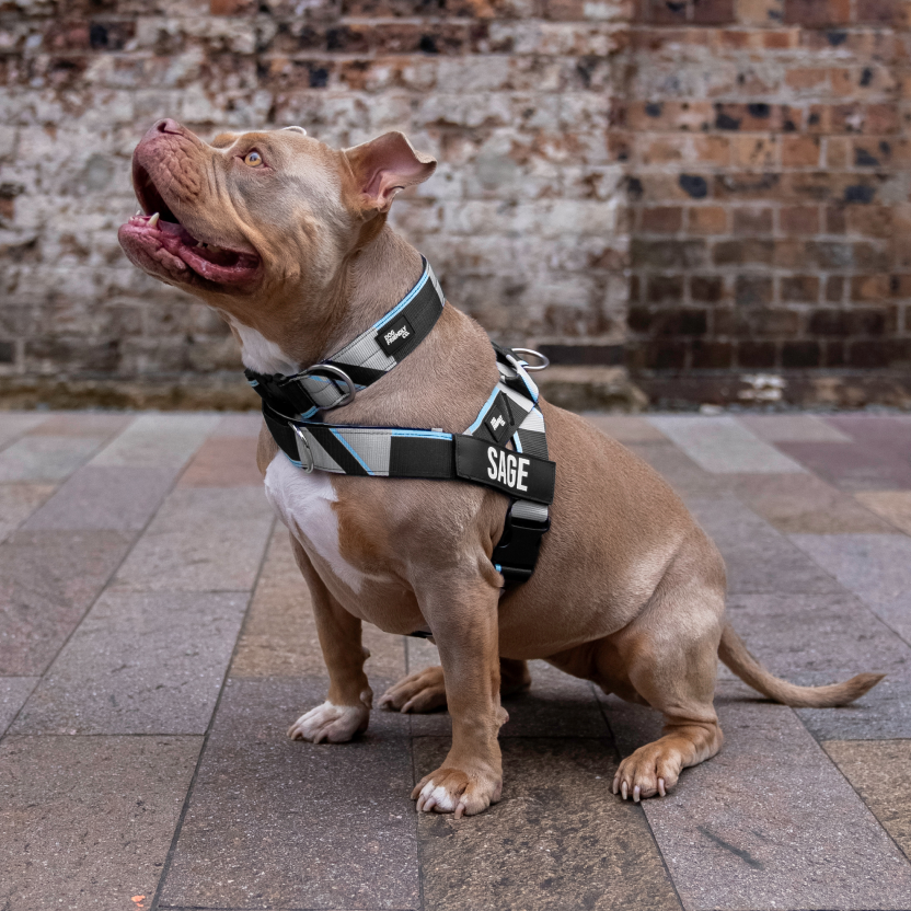 Bungee Dog Leash - Limited Edition Blue