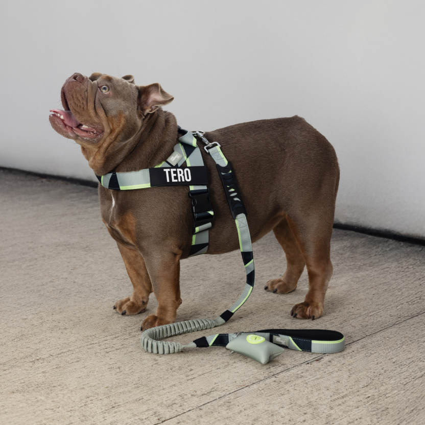 Dog Harness