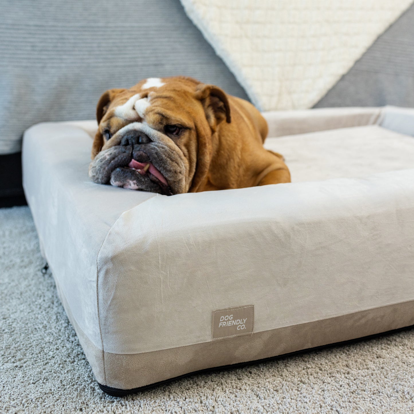 Orthopedic Memory Foam Dog Bed - Beige (Large)