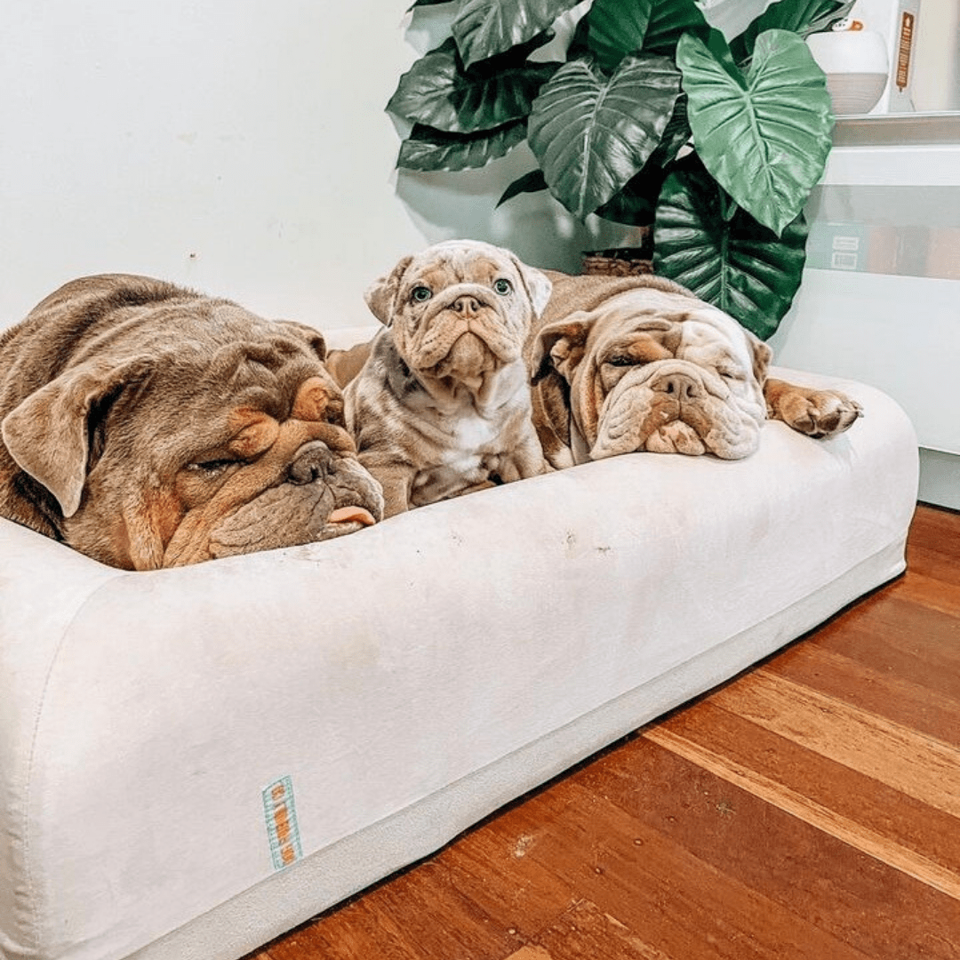 Orthopedic Memory Foam Dog Bed