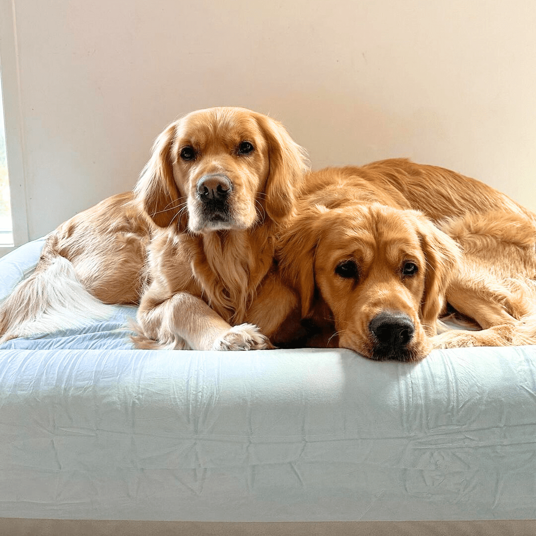 Orthopedic Memory Foam Dog Bed