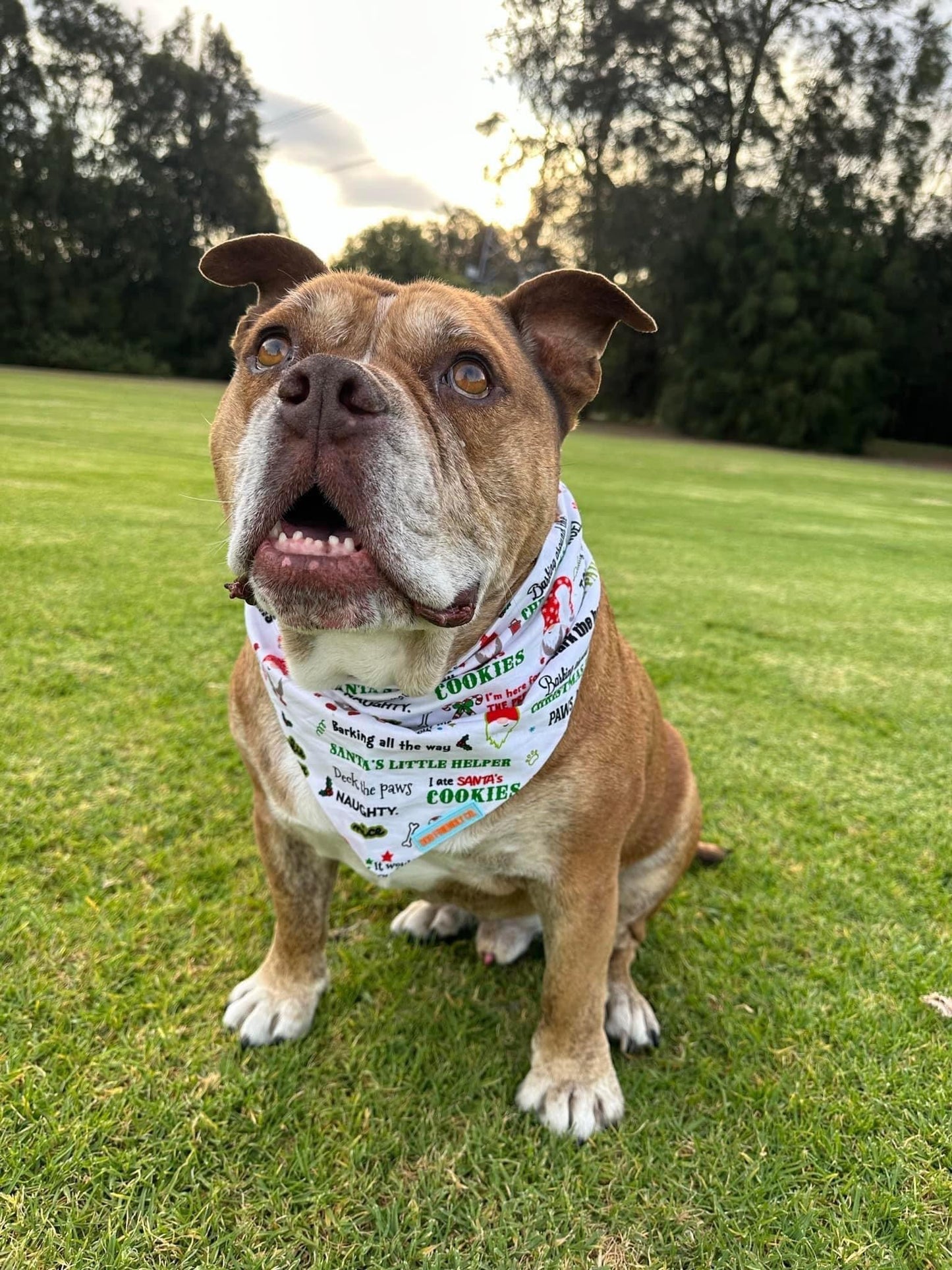 Christmas Dog Bandana