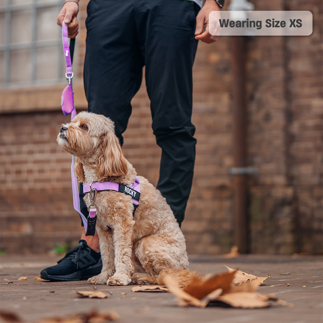 Walk Essentials - Purple