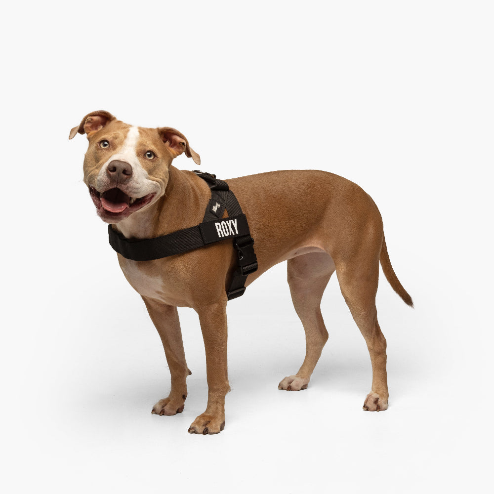 Dog Harness - Black