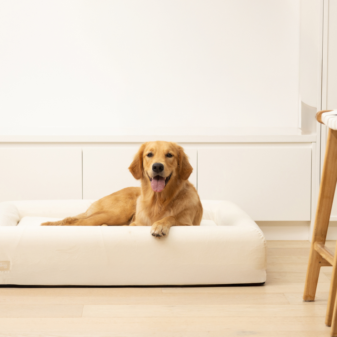 Premium Orthopedic Memory Foam Dog Bed - Beige (Large)