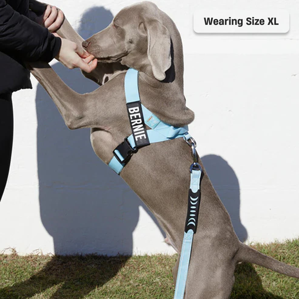 Signature Kit - Sky Blue