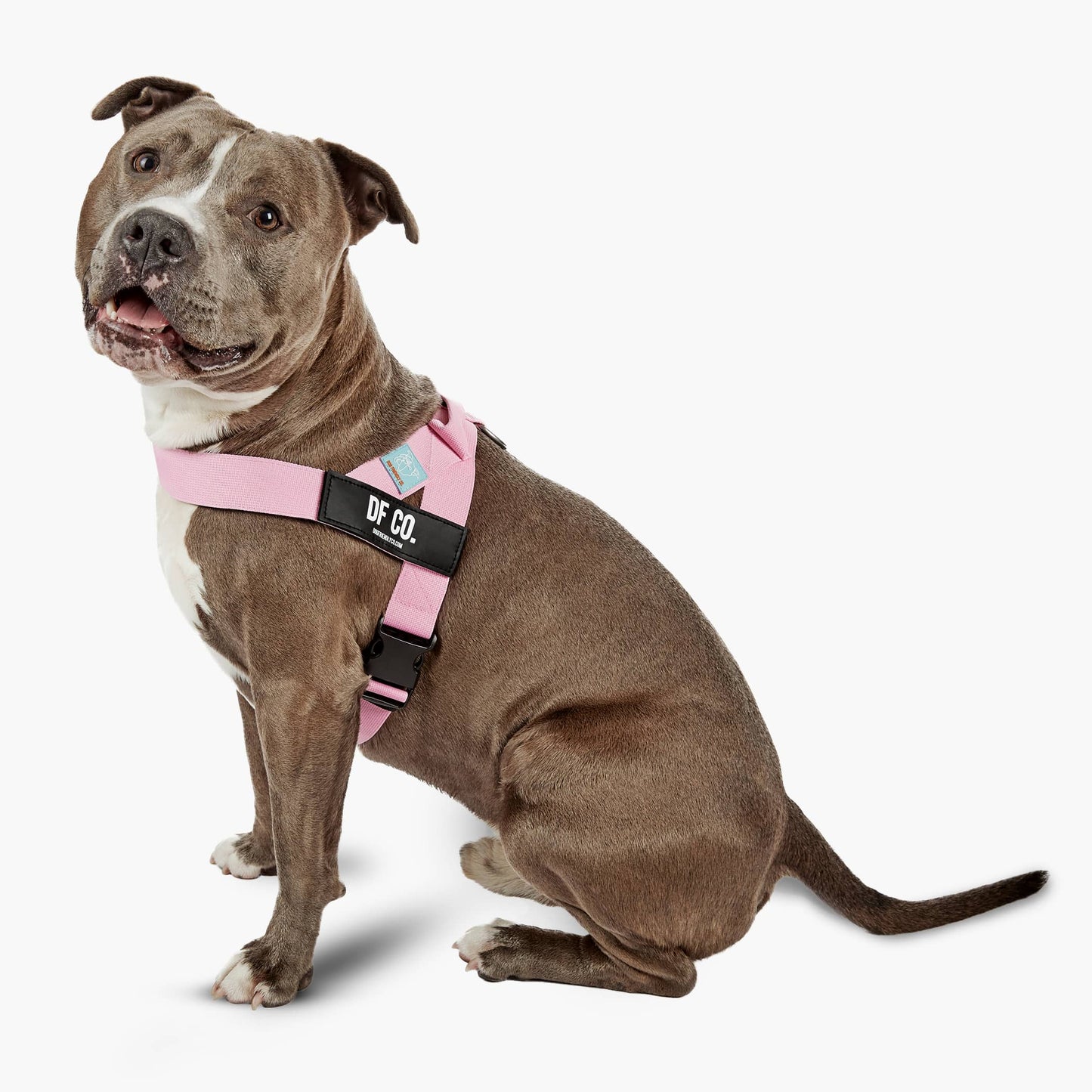 Dog Harness